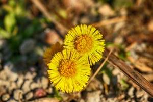 what is coltsfoot