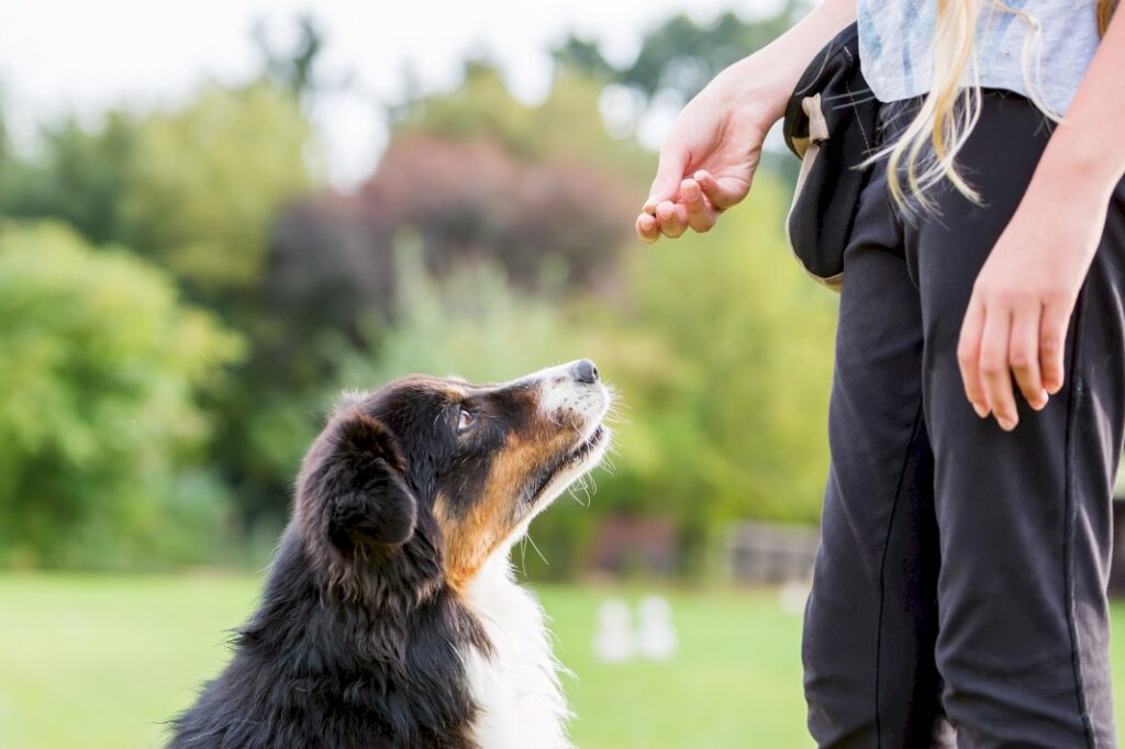 Find Balance Between Pet Ownership and Career Goals