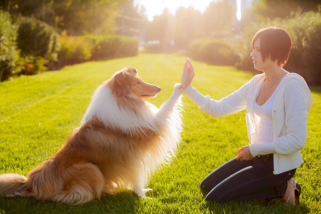 Find Balance Between Pet Ownership and Career Goals
